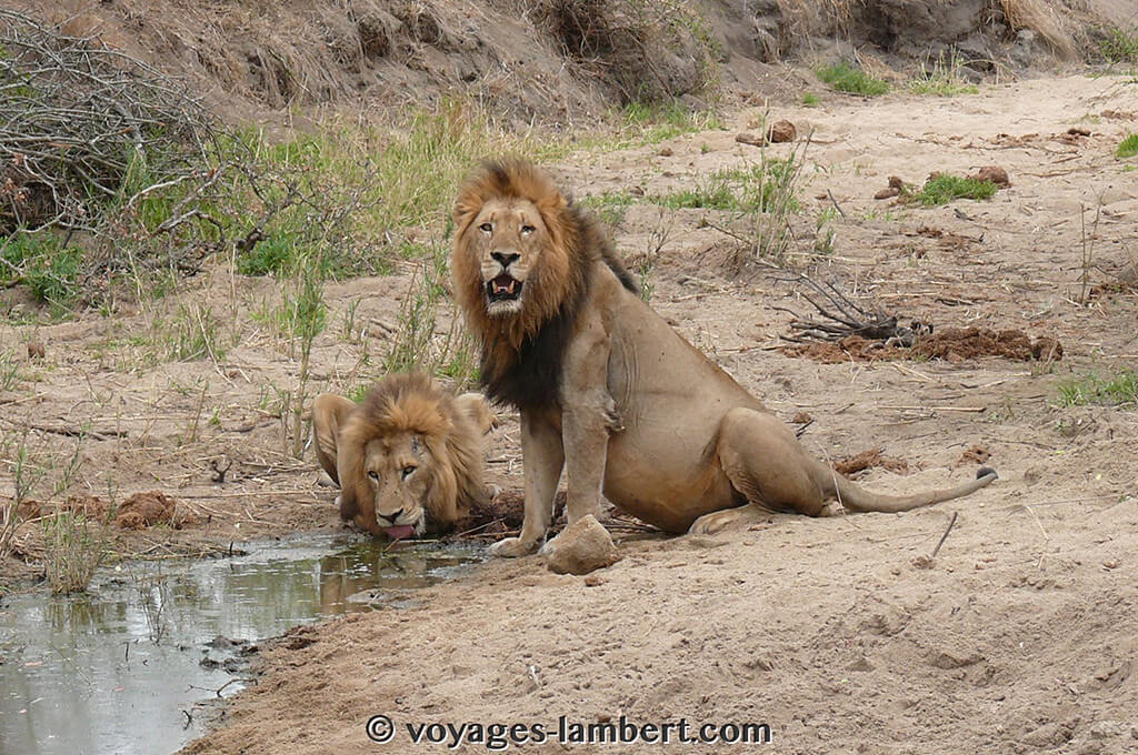 lions-afrique-du-sud