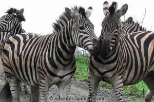 zebres-afrique-du-sud