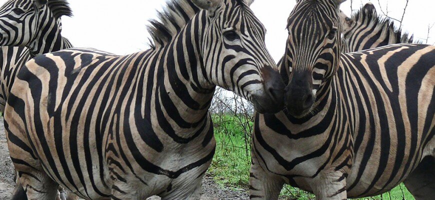 zebres-afrique-du-sud